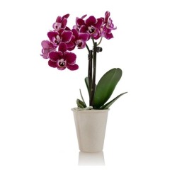 Agrobigen Sıvı Orkide Bitki Besini 225 Ml - Thumbnail