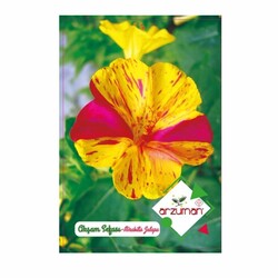 Arzuman Akşam Sefası Çiçek Tohumu - Thumbnail