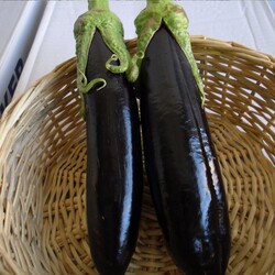 Arzuman Aydın Siyah Patlıcan Tohumu - Thumbnail