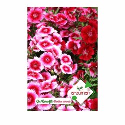Arzuman Çin Karanfili Çiçek Tohumu - Thumbnail