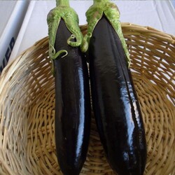 Sunagri Aydın Siyah Patlıcan Tohumu - Thumbnail