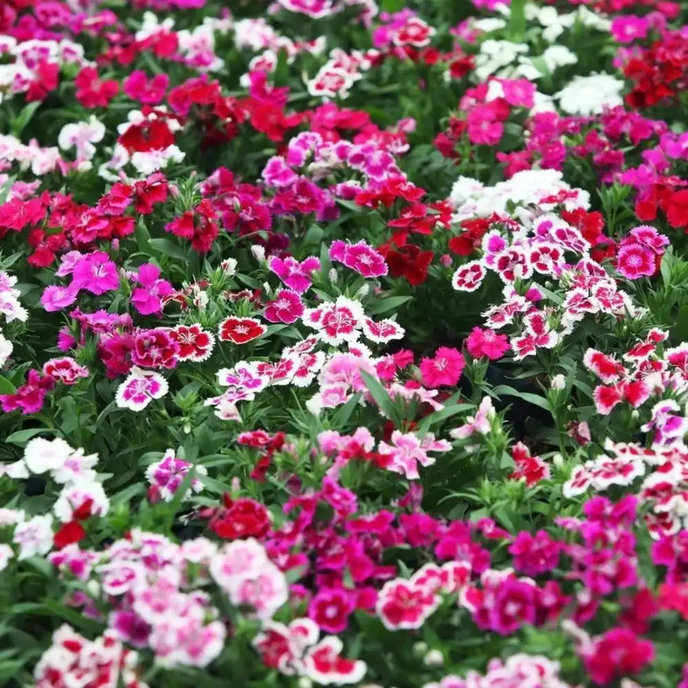 Sunagri Çin Karanfil Çiçek Tohumu - Thumbnail