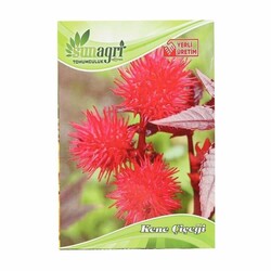 Sunagri Kene Çiçeği Süs Bitki Tohumu - Thumbnail