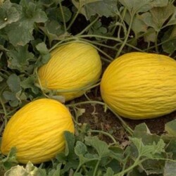  - Sunagri Meyve Sarı Kışlık Kavun Tohumu