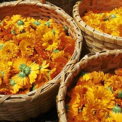 Sunagri Portakal Nergisi Çiçek Tohumu - Thumbnail