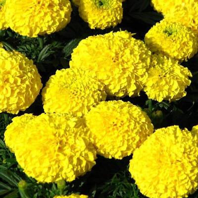 Sunagri Süs Bitki Sarı Top Kadife Çiçek Tohumu