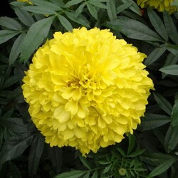 Sunagri Süs Bitki Sarı Top Kadife Çiçek Tohumu - Thumbnail